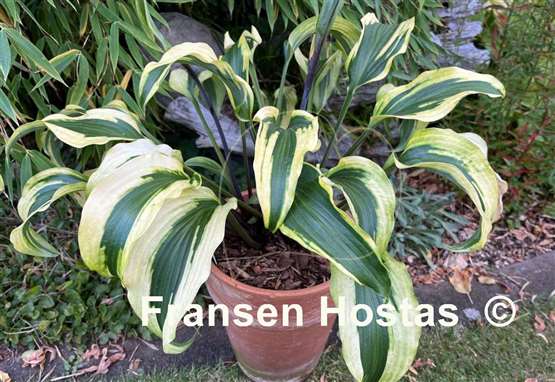 Hosta Monkey Business